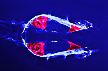 x ray for head dog have red markerの写真素材