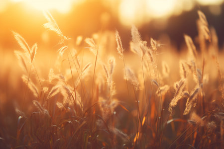The beauty of wild grass in a forest at sunset. The golden hour light illuminates the grass. Generative AIの素材