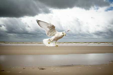 Seagull flying on the beach with stormy sky background.の写真素材