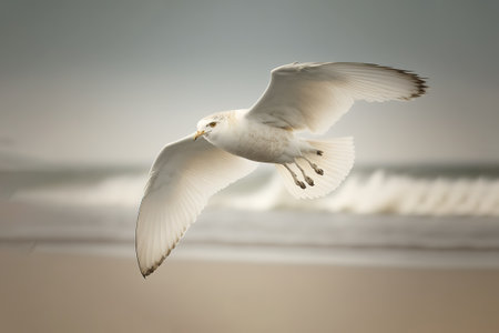 Seagull flying on the beach in the early morning light.