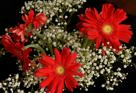Gerber Daisiesの写真素材
