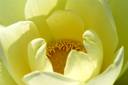 Opening Lotus Flowerの写真素材