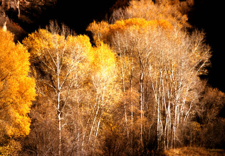 The Birch Forestの写真素材