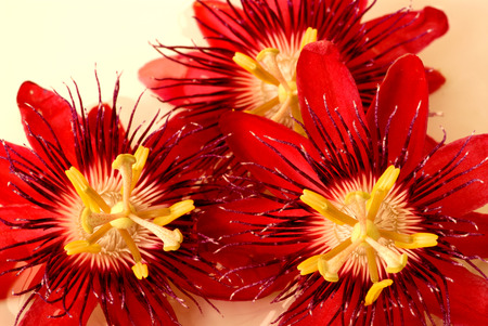 Red Passion Flowersの写真素材