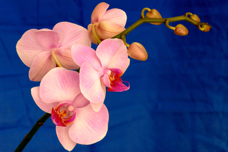 Pink Orchid on Blue の写真素材