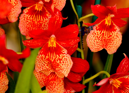 At the Flower Marketの写真素材