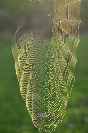Spider Web in the Forestの写真素材