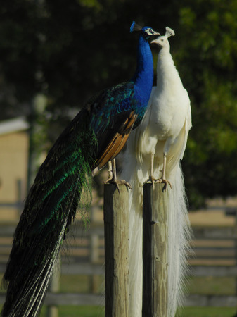 Blue and White Peacocksの写真素材