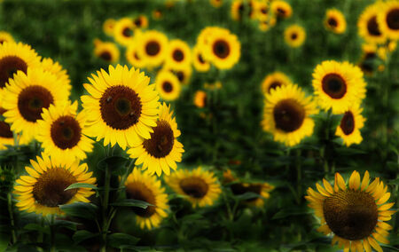 Sunflowers in a Fieldの写真素材
