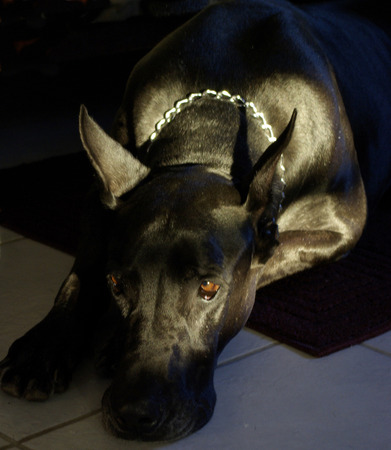 Black Great daneの写真素材