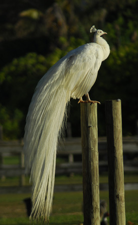 Whhite Albino Peacock Drying Feathersの写真素材