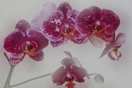 Pink and purple orchidの写真素材