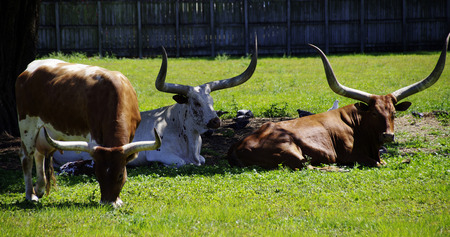 Longhorn cattleの写真素材