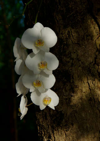White phaleonopsis orchid in a treeの写真素材