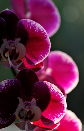 Back lit pink orchidsの写真素材