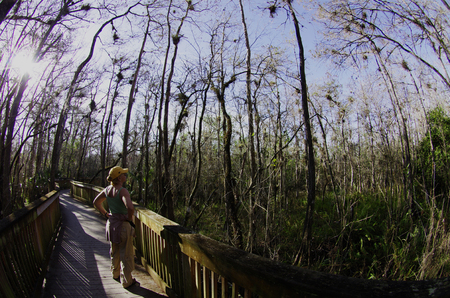 Board walk in Big Cypress Preserveの写真素材