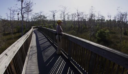Boardwalk in Big Cypress Swampの写真素材