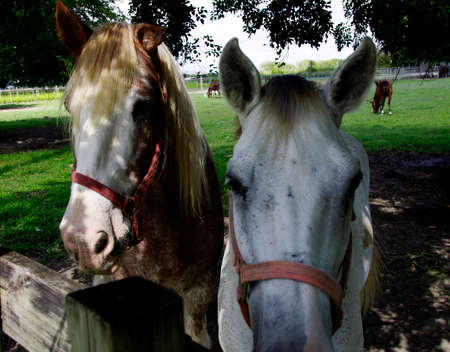 Horses by the fenceの写真素材