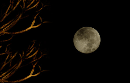 Full Moon and Frangipani treeの写真素材