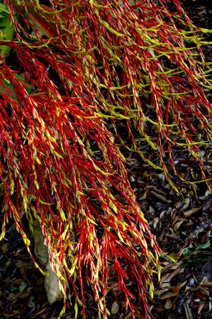 Red bromeliad in flowerの写真素材