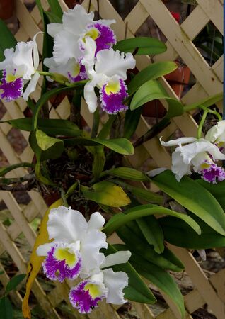 Purple and white orchid on a trellisの写真素材