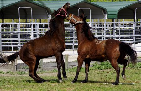 Playing horsesの写真素材