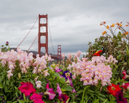 Golden Gate Bridge with colored flowers in a cloudy dayの写真素材