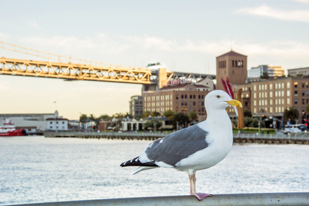 seagull on bay bridge background, san francisco,の写真素材