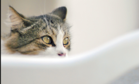 Eyes of a Little grey catの写真素材