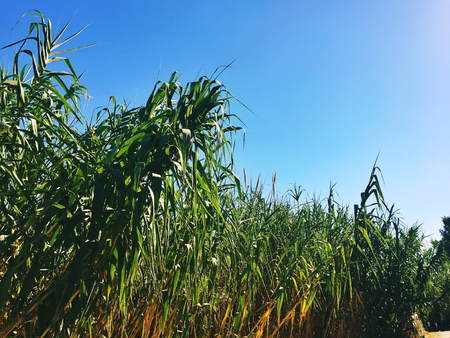 cane thicket forest in a bright summer dayの写真素材