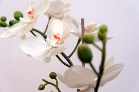 white orchid isolated on white background.の写真素材