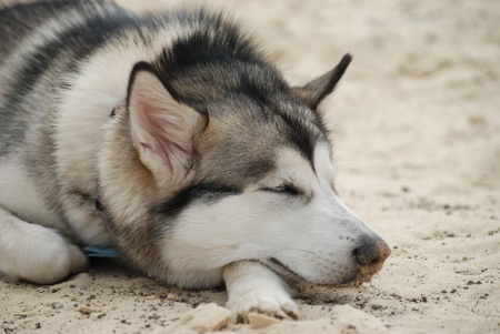 alaskan malamute Dulcinea sleepingの写真素材