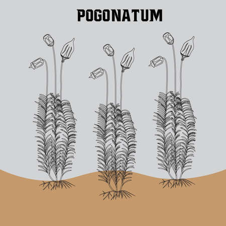 three black & white moses plants on the brown floor with gray background vectorのイラスト素材