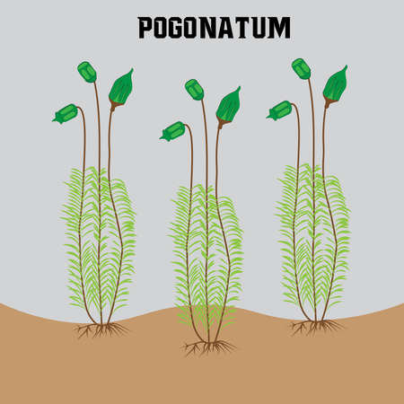 three green color moses plants on the brown floor with gray background vectorのイラスト素材