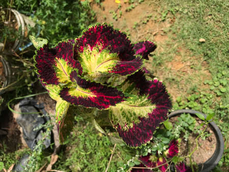 beautiful Coleus plant with red, purple and green colorの写真素材