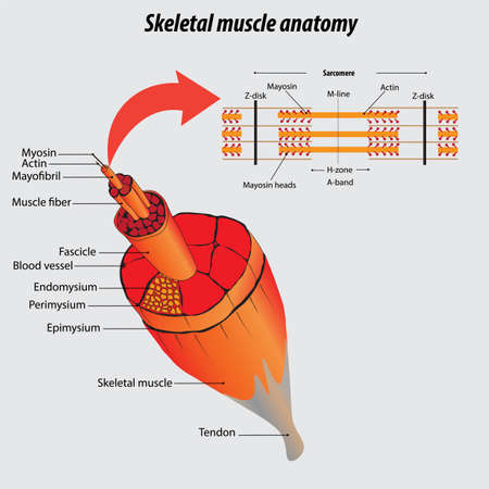 Structure of muscle. Labeled skeletal muscle anatomy vector illustration drawing. magnified vector. Health care education image. Isolated Structure of skeletal muscle tissue. medical drawingのイラスト素材
