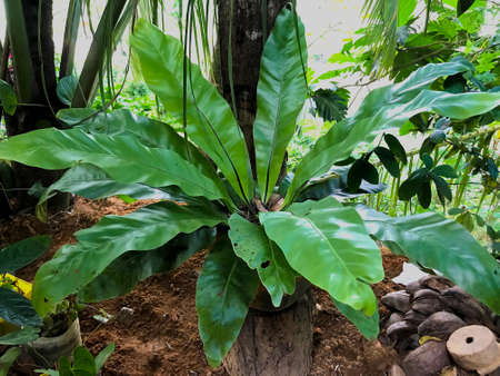 Fresh growing potted green color Bird's nest fern close-up landscape photo.の写真素材