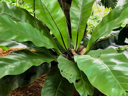 Fresh adult potted green color Bird's nest fern close-up landscape photo.の写真素材