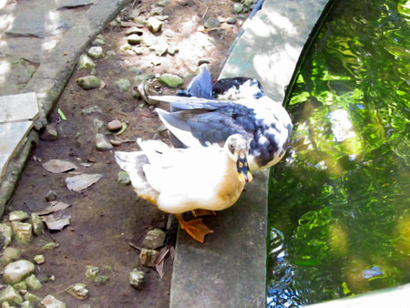 Two beautiful goose birds standing near an outdoor pond. Natural beauty of gooseの写真素材