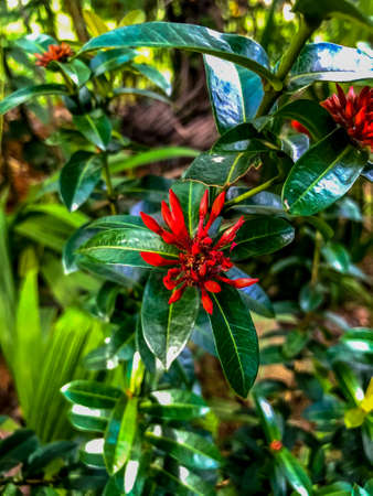 Red spike flower buds beautiful close up photo. gardening plantの写真素材