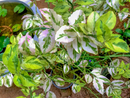 Beautiful natural plant with green and white leaves. House plant for the gardening hobby.の写真素材