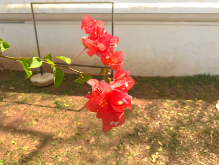 Beautiful orange color paper flowers isolated image. gardening plant for home gardenの写真素材