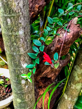 Beautiful portrait photo of red color garden flower with its green leaves among some trees and woodの写真素材
