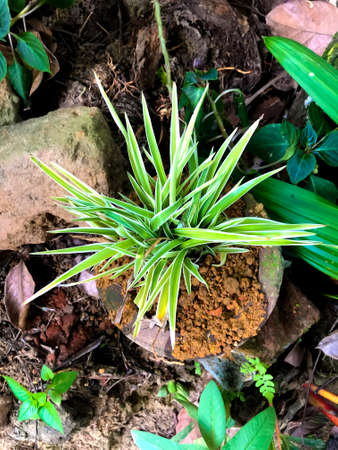 close up photo of a Beautiful green color potted garden plant gardening hobbyの写真素材