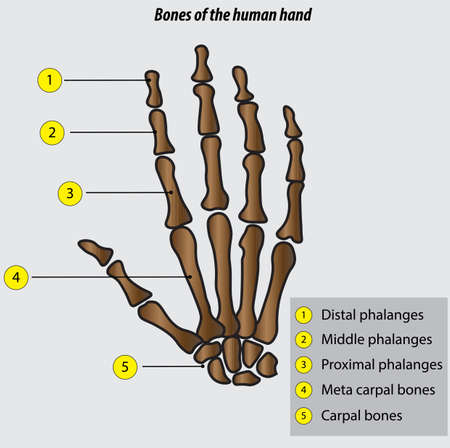 Bones of the hand anatomy of the hand bones vector illustration drawing of the hand and the wristのイラスト素材