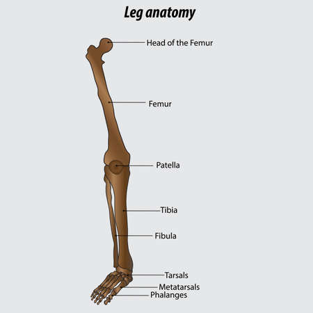 Vector infographic drawing of human leg human leg anatomy drawing labeled drawing with layers reedit...