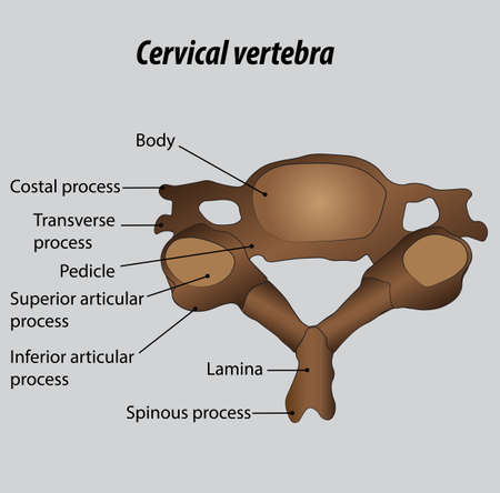 Cervical vertebrae of the spinal column labeled diagram with layers illustration vectorのイラスト素材