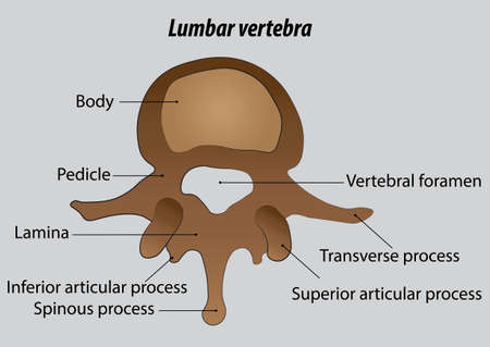 Lumbar vertebra labeled vector drawing illustrations with layersのイラスト素材