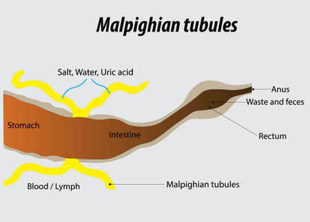 malpighian tubules vector illustration drawing labeled diagramのイラスト素材
