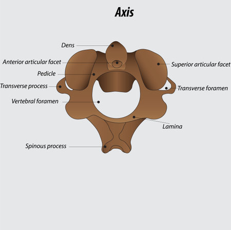 Axis vertebra labeled diagram vector illustration  drawing with layersのイラスト素材